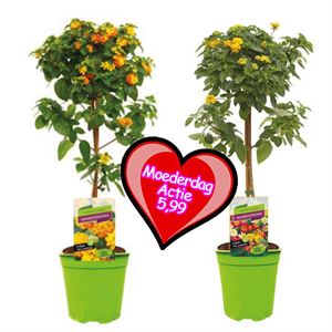 Afbeelding van KP19 Lantana  stam "Actie" Divers